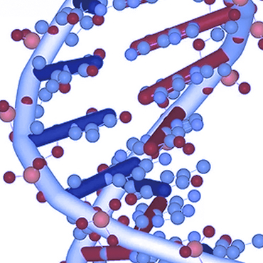 What is the Nucleic Acid?