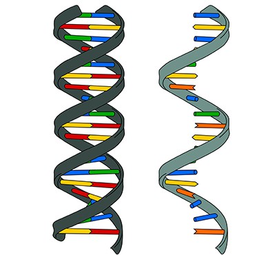 What is the structure of the nucleic acids