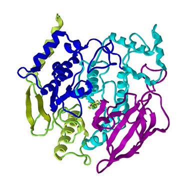 What is Taq Polymerase?