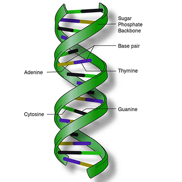 Nucleic Acid Isolation and Downstream Applications