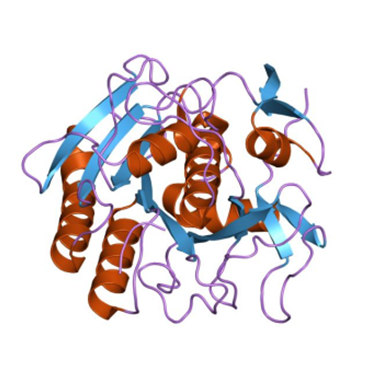 What is proteinase K? What is its role in PCR technology?