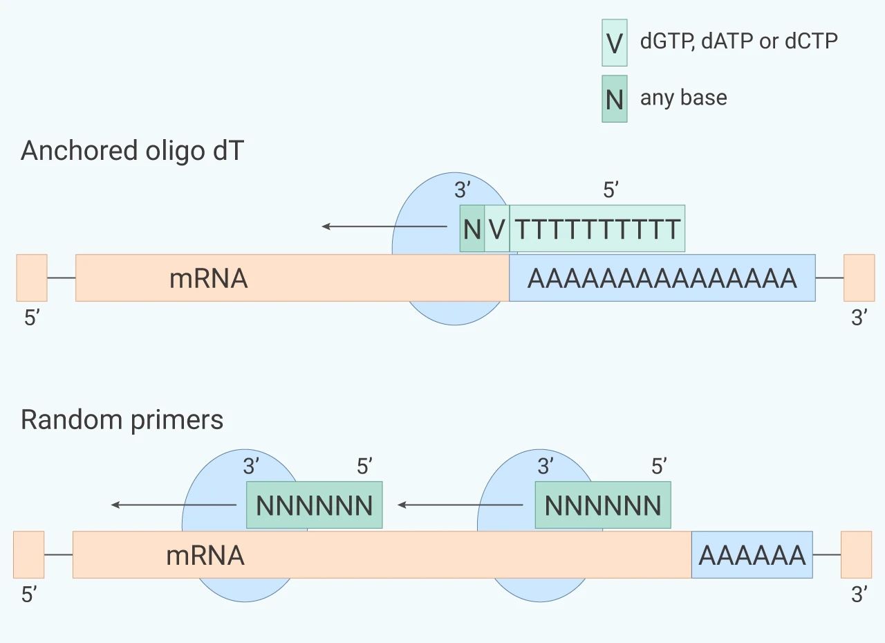Precautions for RNA reverse transcription experiments