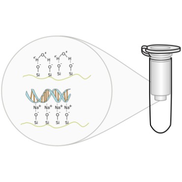 The advantages and disadvantage of DNA extraction by spin column method