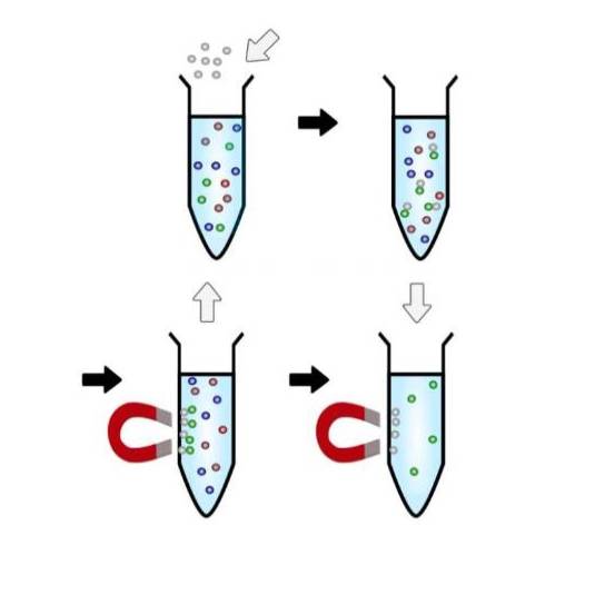 The field of application of magnetic bead