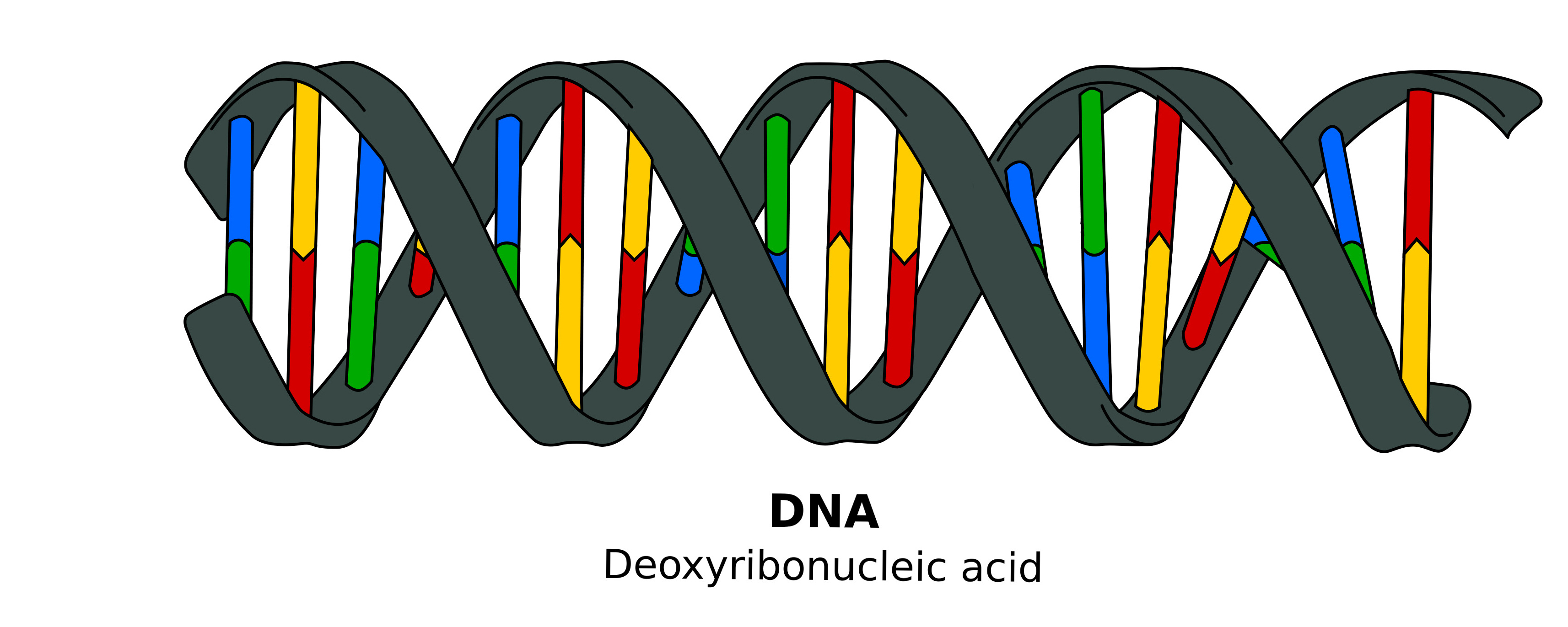 Difference_DNA_RNA-EN - 副本 - 副本