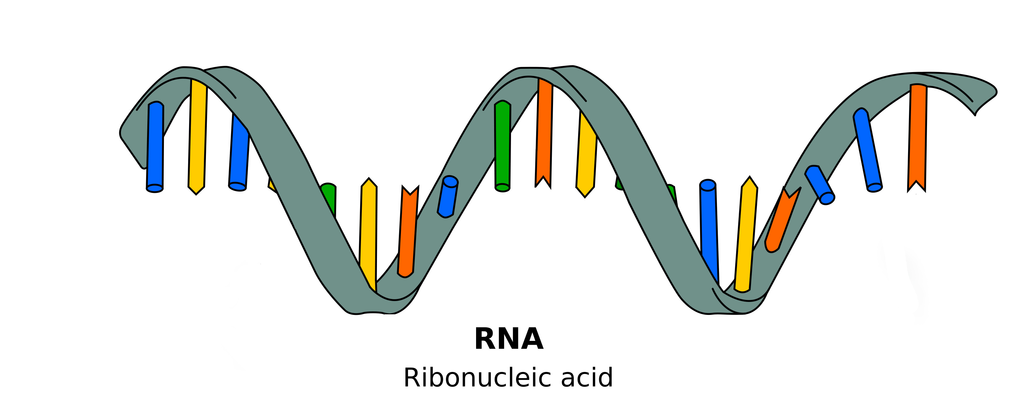 Difference_DNA_RNA-EN - 副本